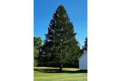 A majestic Norway spruce from upstate New York chosen as Rockefeller Center Christmas Tree