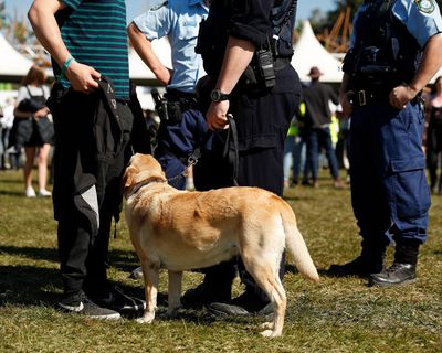 NSW Labor ignores own drugs summit advice by keeping sniffer dogs and strip-searches at festivals