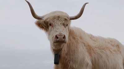 Sweden and Denmark will soon legalise virtual fencing. What is it and is it safe?