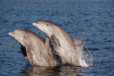 Humans may be causing dolphins to get Alzheimer’s-like disease, scientists warn