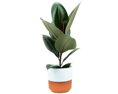 Houseplant clinic: what’s wrong with the leaves on my rubber plant?