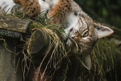 Trio of rescued lynx settling ‘incredibly well’ into new home, keepers say