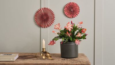 How to Grow Christmas Cactus — The Detailed Guide to Learn Everything There Is to Know About Helping this Festive Favorite Flourish at Home