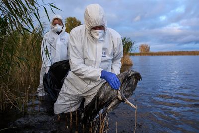 Thousands of dead cranes litter cherished European birdwatching spot