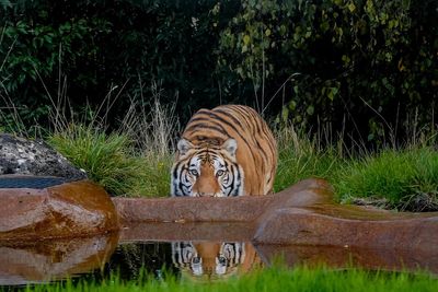 Rescued tiger Aqua settling into new home at British zoo