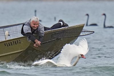 Lakeland's swans, descendants of Queen Elizabeth II's gift, get annual health checkup