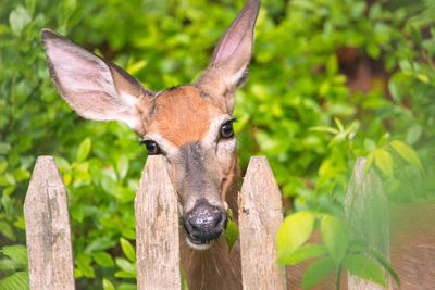 10 Plants Deer Target More Often in Fall