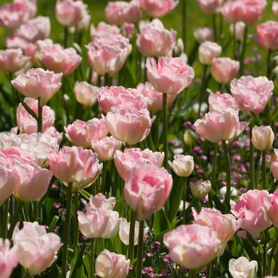 I’m a gardens editor who *loves* tulips – these are the 5 varieties I’ve got my eye on this year, from classic favourites to unique fringed blooms