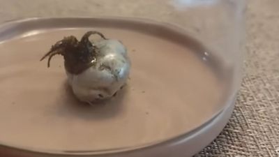 Meteorite crashes into backyard and starts oozing black substance. Then it triggered a nightmare-like chain of events