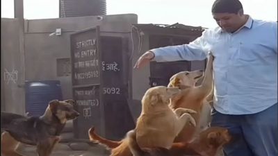 Doctor saves dying stray puppy 16 years ago and nurses her back to health. Then she returns the favor in the most incredible way