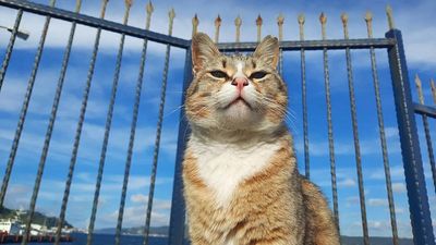 Türkiye's cats are on the world's agenda: 'This closeness is fascinating'