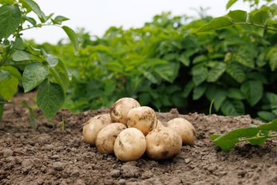 9 Fall Harvest Crops That Can Be Stored Without Refrigeration