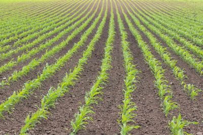 Corn Posting Gains at Midday