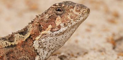 Rare reptiles are moving up mountains as the world warms. They can’t keep doing it forever