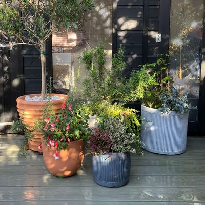 I stopped my container plants from waterlogging with these simple, money-saving DIYs – they will winter-proof your potted plants for free