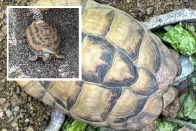 Missing and endangered tortoises who vanished from Indiana zoo are found unhurt in a nearby park