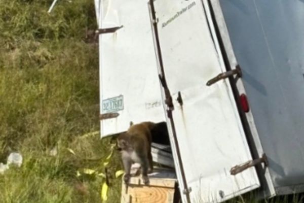 Truck hauling ‘aggressive’ monkeys thought to carry hepatitis C, herpes and Covid overturns in Mississippi with at least one on the loose
