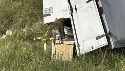 Diseased Lab Monkeys on the Loose After Frightening Mississippi Crash