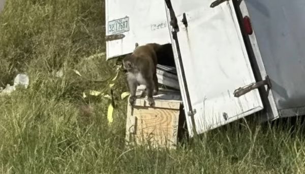 Diseased Lab Monkeys on the Loose After Frightening Mississippi Crash