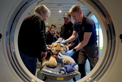 Tiger, cheetah and leopard all fall ill in medical mystery at UK zoo