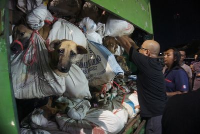 Jakarta to soon outlaw sale and consumption of dog and cat meat amid calls for nationwide ban