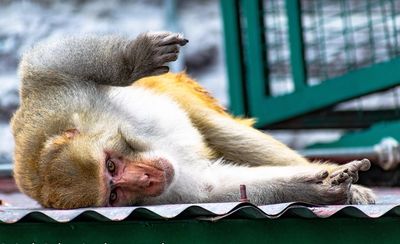 Aggressive And 'Diseased' Monkeys Loose In Mississippi: Here's What You Should Do When You Spot One