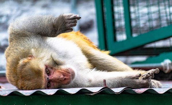 Aggressive And 'Diseased' Monkeys Loose In Mississippi: Here's What You Should Do When You Spot One