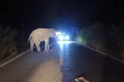 Wild elephant hit by ambulance