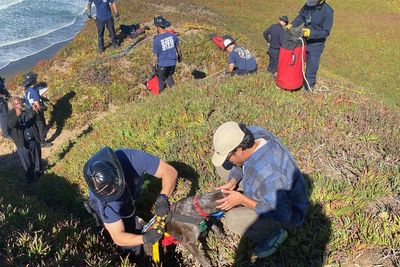 A San Francisco dog wags its tail and kisses rescuers after it's plucked from the side of a cliff