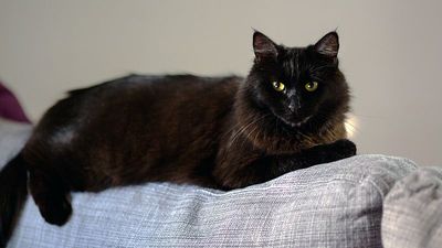 Black cats and Halloween: Why has a Spanish council banned their adoption?