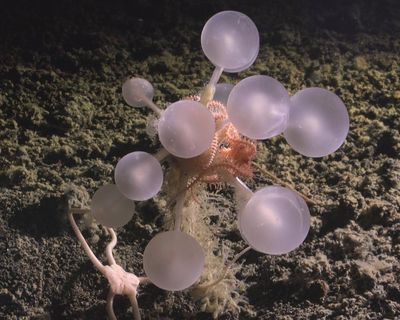 Carnivorous ‘death ball’ sponge among new species found in depths of Southern Ocean