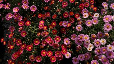 6 Flower Beds That Benefit From Fall Re-Edging