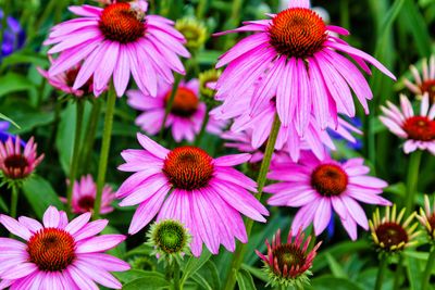 12 Native Plants That Establish Best in Autumn