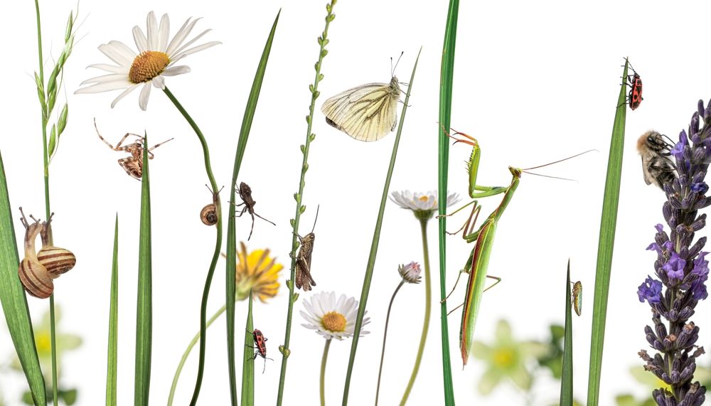 While Many Insects How to Spot Overwintering Insects in Mulch