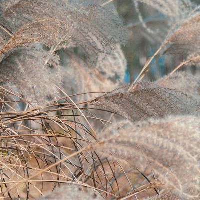 4 ornamental grasses that add interest to a winter garden – add these low-maintenance varieties for striking texture and colour over the colder months