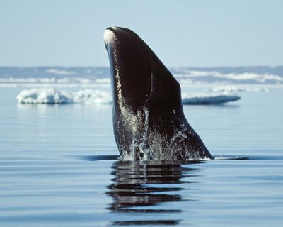 Can bowhead whales with their 200-year lifespan help us to slow ageing?