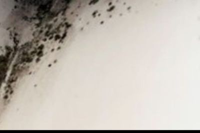 Mould, mice and rooms with strangers: Inside migrant hotels that government claims are ‘luxury’