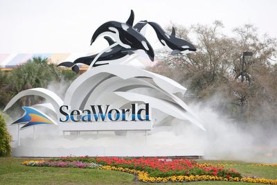 Visitor sues SeaWorld after errant duck hit her in the face and knocked her out while on a roller coaster
