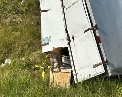 Lab monkeys on loose after Mississippi crash were disease-free, university says