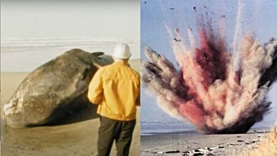 Oregon authorities blew up a 45-foot whale with 1,000 pounds of dynamite. Minutes later, they had a rain full of massive whale chunks and sand