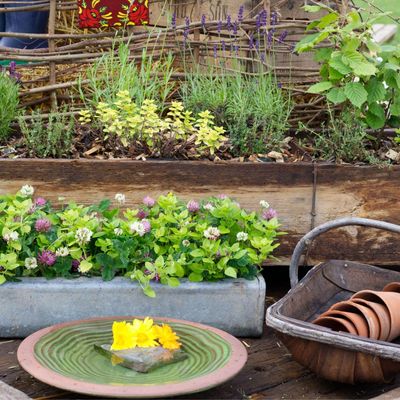 Don't buy more herbs – you can divide these ones in autumn and double your plants for free