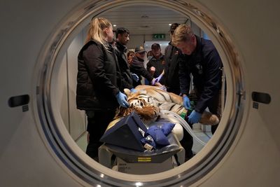 Watch: Endangered tiger undergoes specialist CT scan at zoo