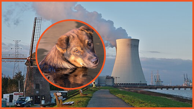 ‘Blue dogs’ spotted near humanity’s worst nuclear disasters spots. Don’t worry, the likely reason proves pups are the same everywhere
