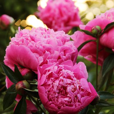 What to do with peonies in autumn to guarantee they return bigger and better next year – protect them with these easy winter-proofing tips