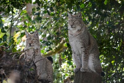 Lynx enclosure unveiled in ‘major milestone’ for reintroduction to British wild