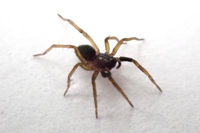 Critically endangered spider found for first time in 40 years on Isle of Wight