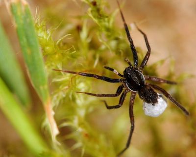 ‘White-knuckled wolf spider’ thought lost is rediscovered on Isle of Wight