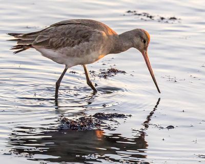 Country diary: Inside the hide, waiting for godwits