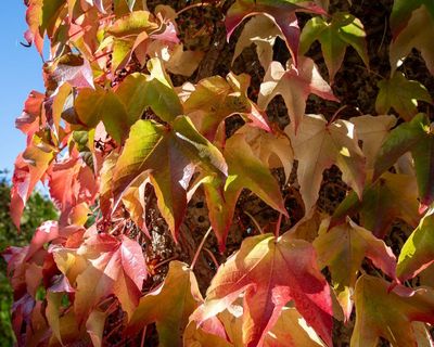 Weatherwatch: autumn colours linger as growing seasons get longer
