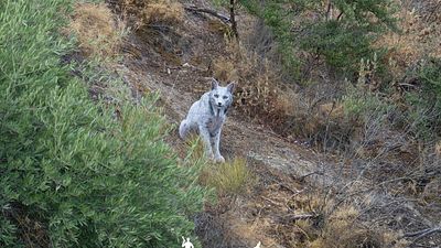 Spanish photographer captures world's first ever white Iberian Lynx on camera
